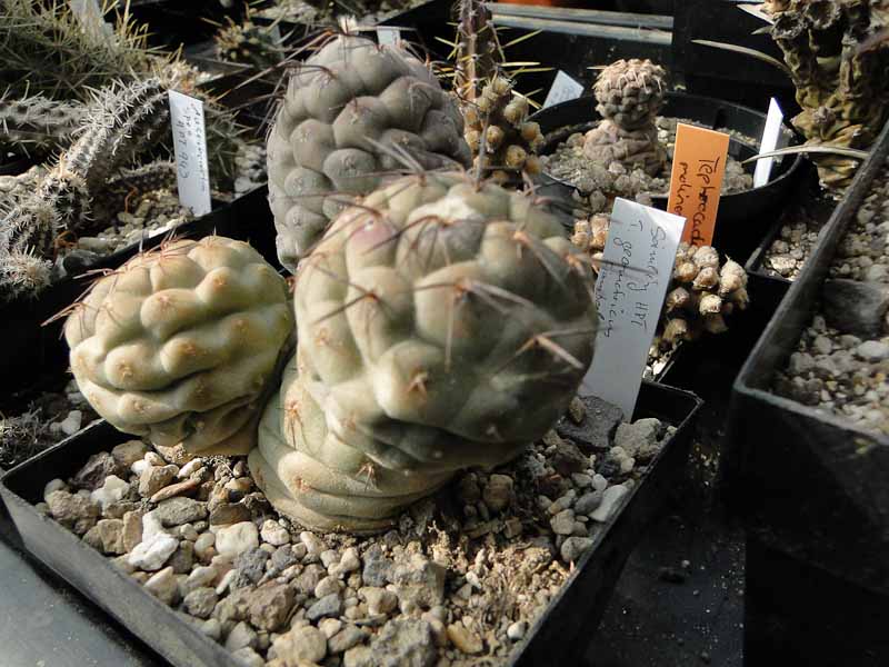 Tephrocactus geometricus Fiambala 2012 Mai19.jpg