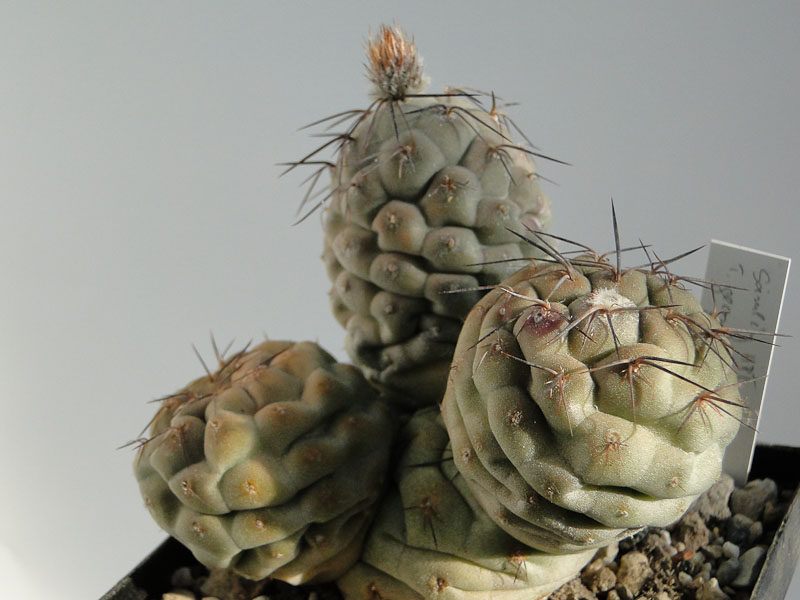 Tephrocactus geometricus 2012 Juno05.jpg