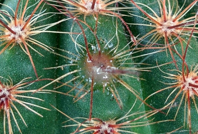 notocactus_erubescens.jpg