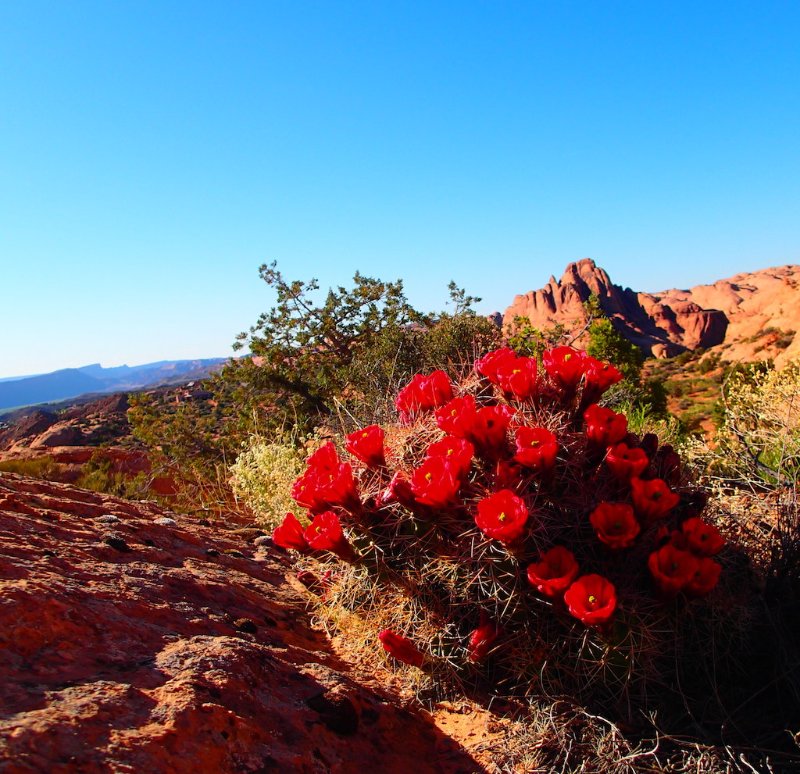 Moab, Utah...hilltop cactus cluster in bloom