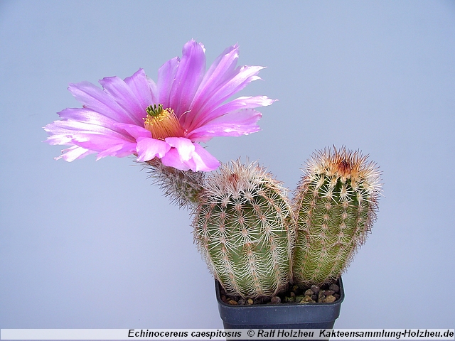 370_Echinocereus_caespitosus.JPG