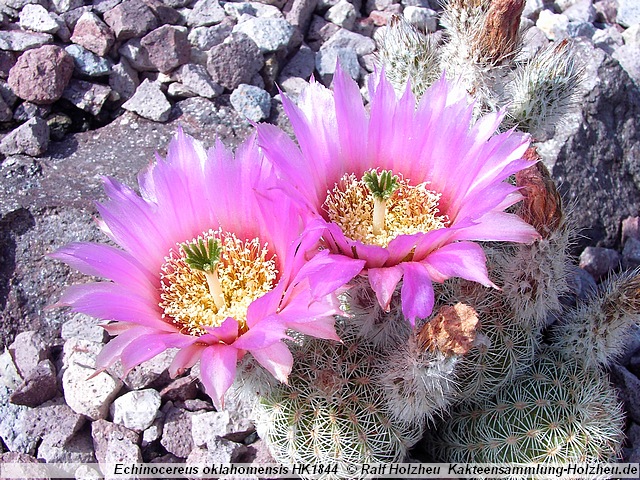 373_Echinocereus_oklahomensis_HK1844.JPG