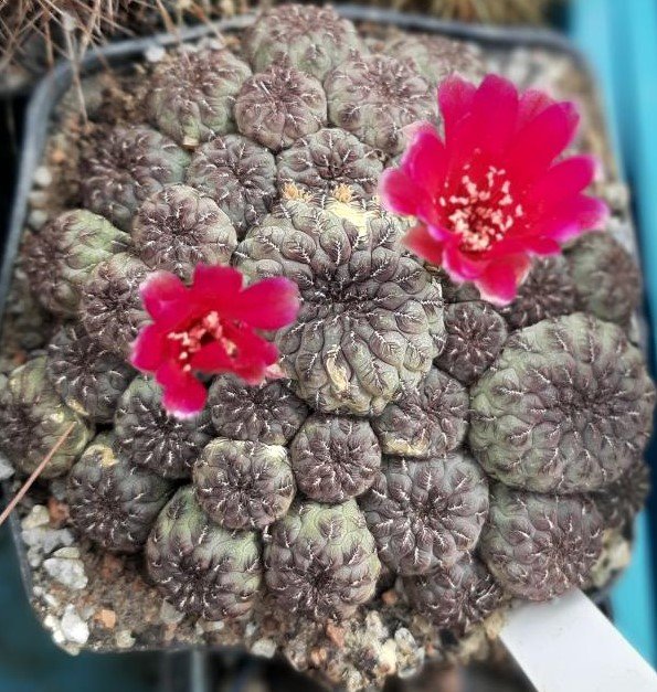 Sulcorebutia rauschii.jpg