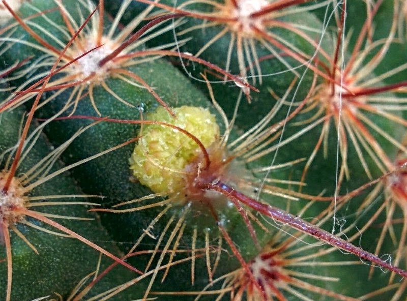 notocactus_erubescens_aerioles_zoom.jpg