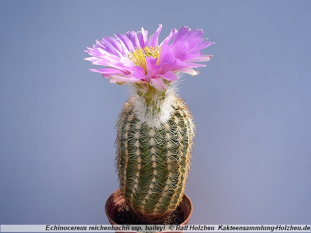 376_Echinocereus_reichenbachii_ssp._baileyi_Caddo_County_OK.JPG