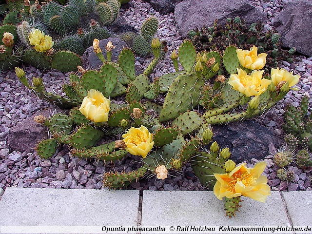 392_Opuntia_phaeacantha.JPG