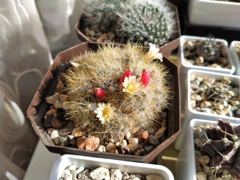 Mammillaria prolifera blooming