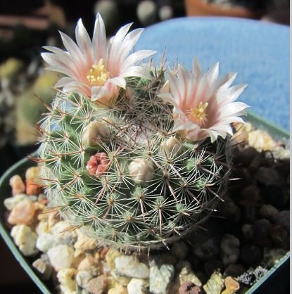 Mammillaria