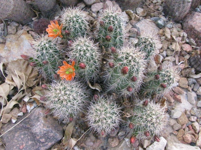 Echinocereus x roetteri1.JPG