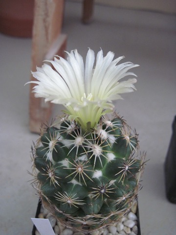 Coryphantha pycnacantha