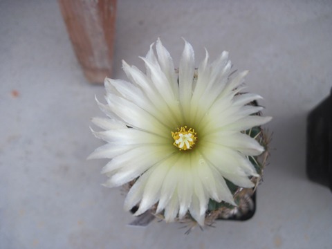 Coryphantha pycnacantha flower