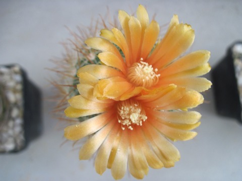 Parodia lauii flower