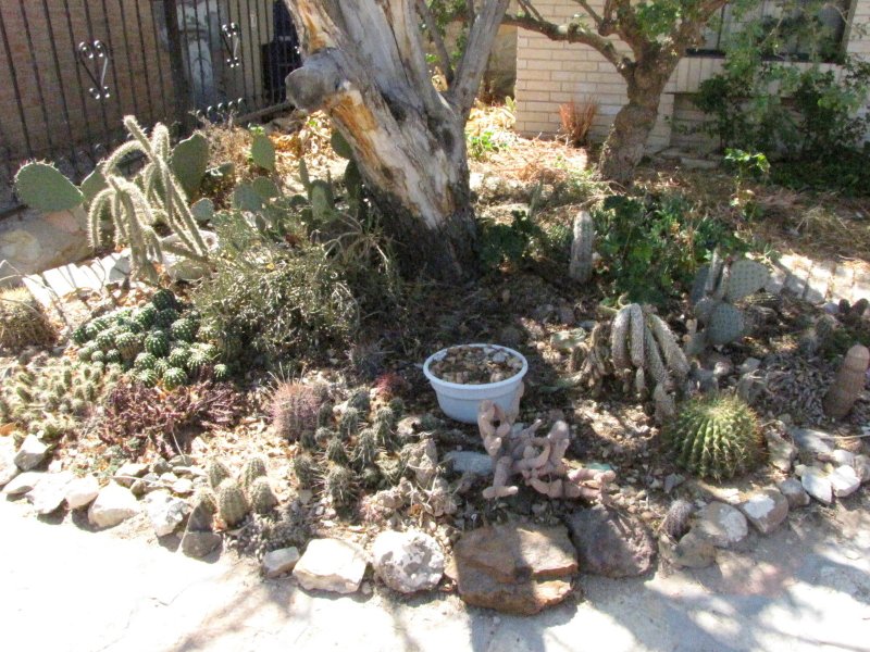 Cactus Bed3.JPG