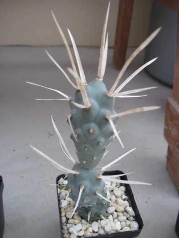 Tephrocactus articulatus var. papyracanthus