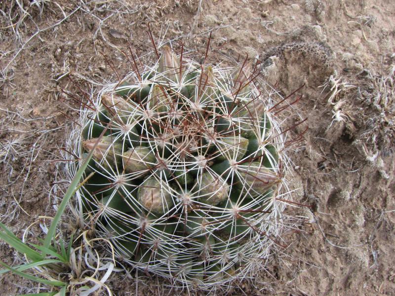 Mammillaria wrightii