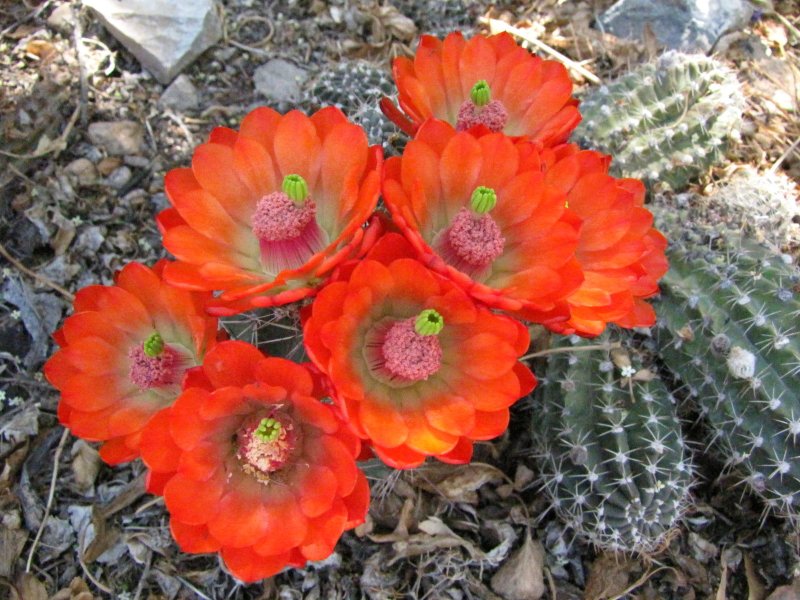 E_coccineus ssp rosei14.JPG