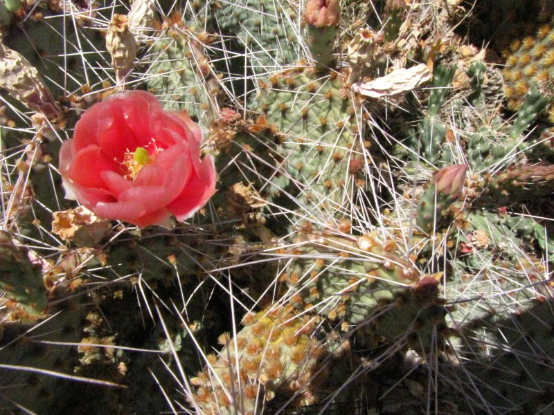 pink Opuntia sp1.JPG