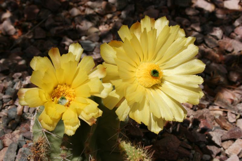 Echinocereus luteus - July 2012