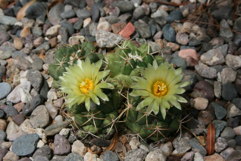 Coryphantha andreae - July 2012