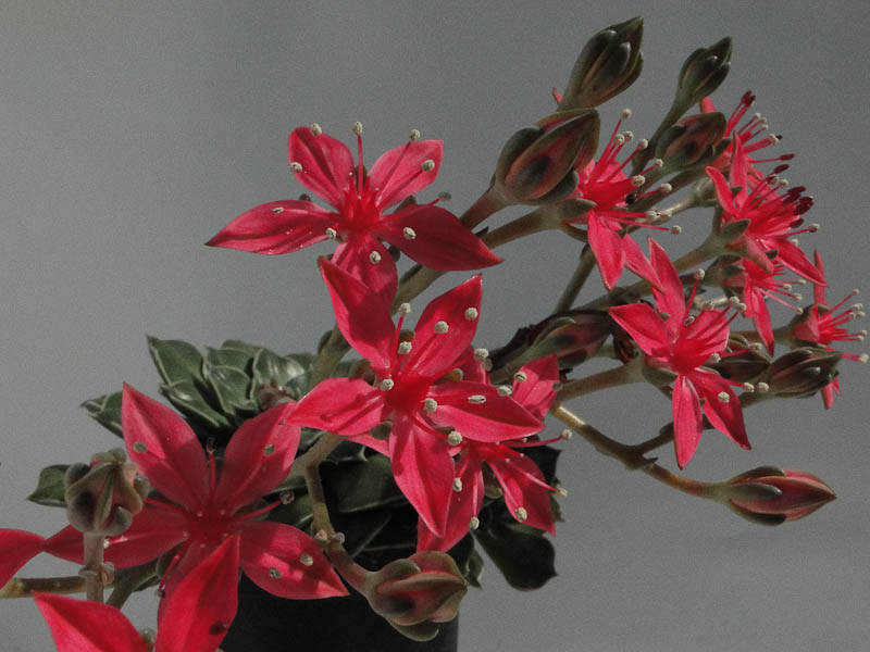 Graptopetalum bellum 2012 Juli12-1.jpg