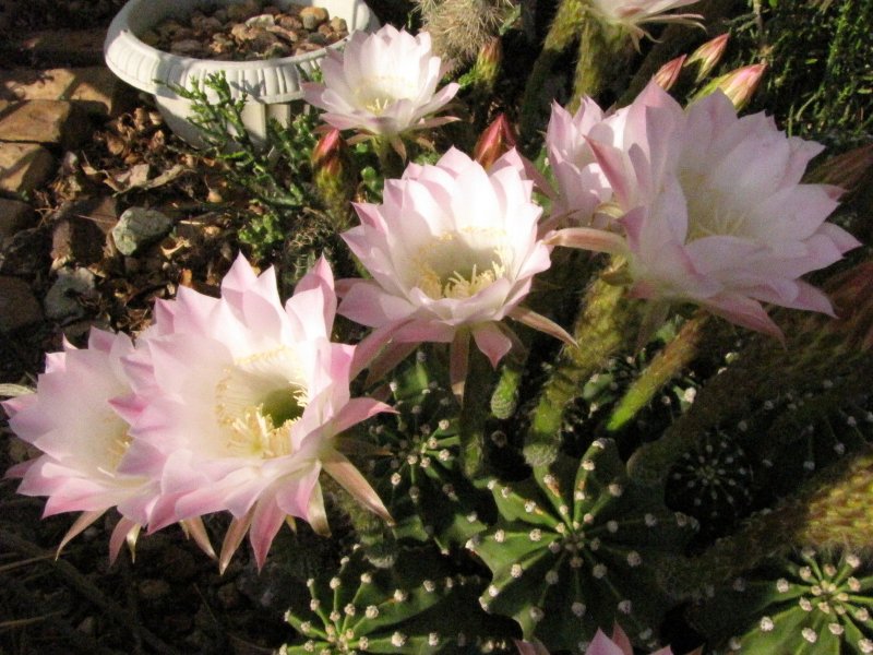 Echinopsis eyriesii4.JPG