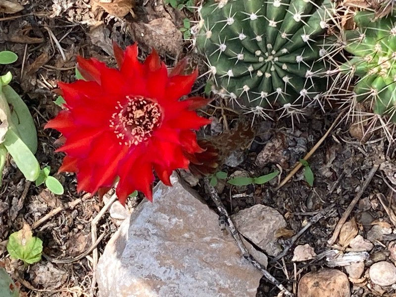 Echinopsis sp2.jpg