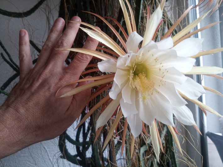 Selenicereus_Blüte_Hand.jpg