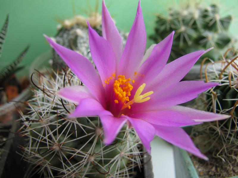 Mammillaria Boolii