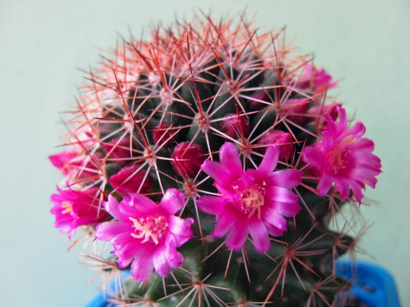 Mammillaria backebergiana