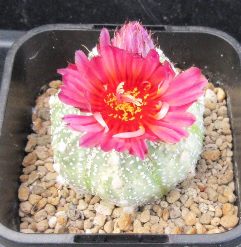 Astrophytum hybrid