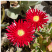 Lampranthus flowers- red