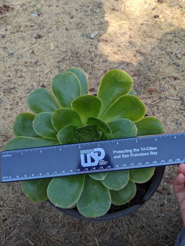 Giant Aeonium Undulatum