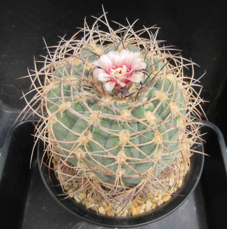 G. spegazzinii v ornatum