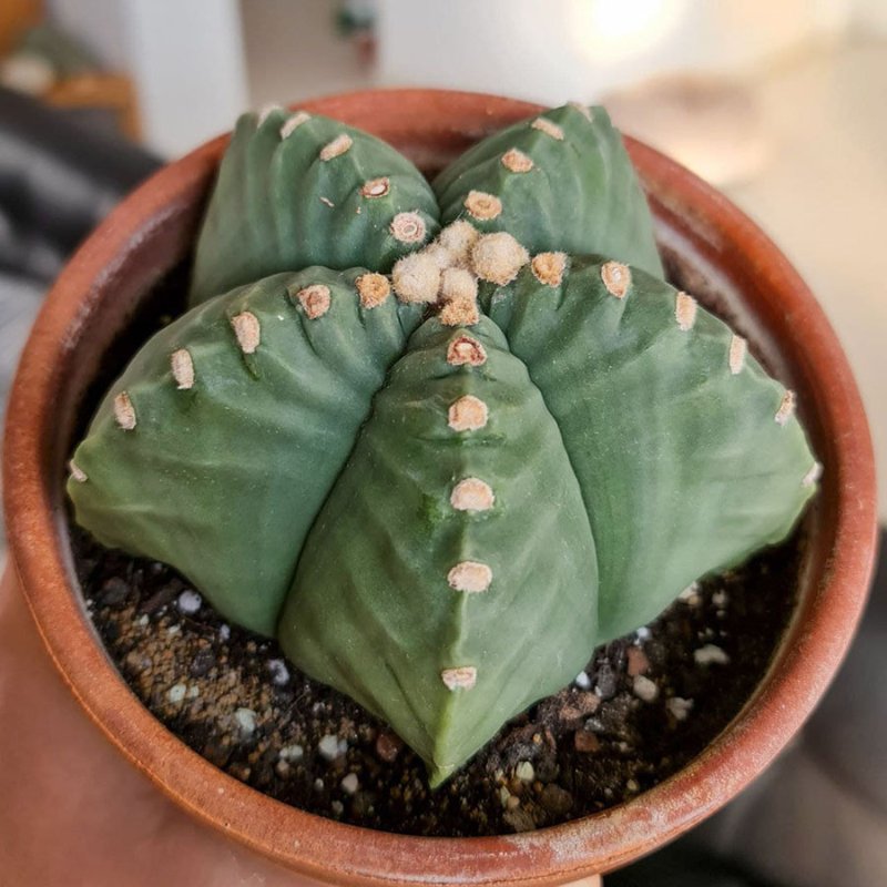 Astrophytum myriostigma kikko