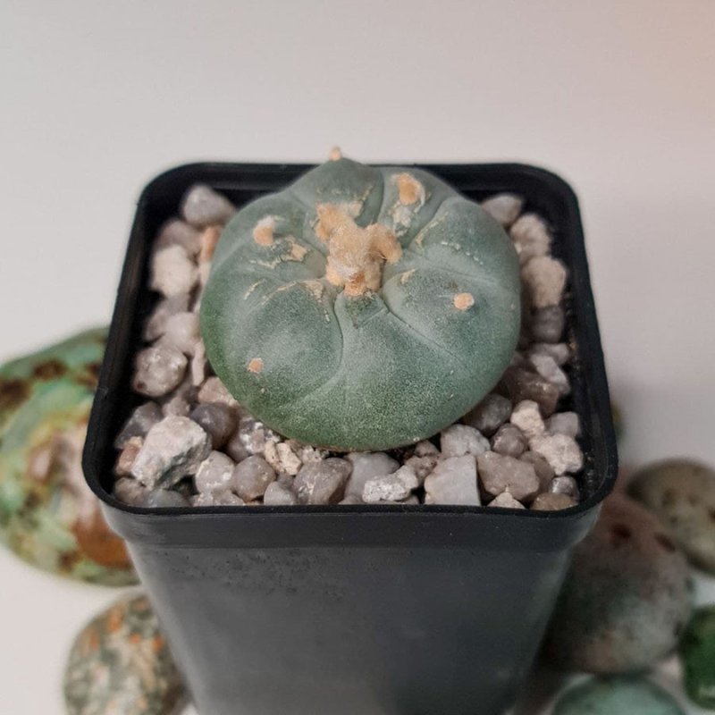 Lophophora williamsii var. fricii