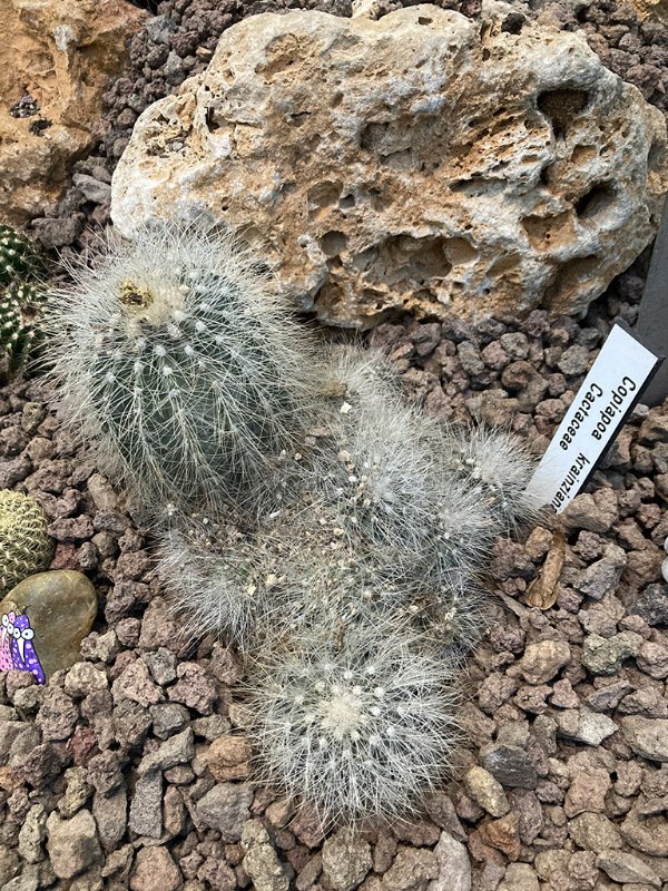 Copiapoa krainziana