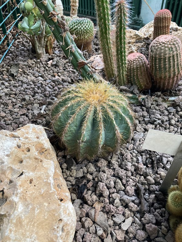 Parodia magnifica