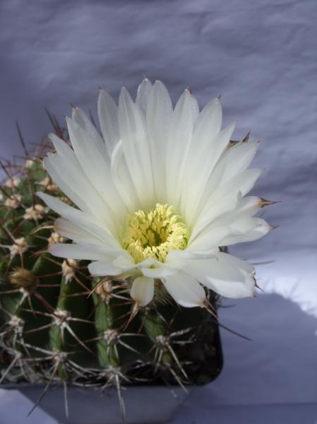 acanthocalycium spiniflorum var. macranthus LB1228 190712.JPG