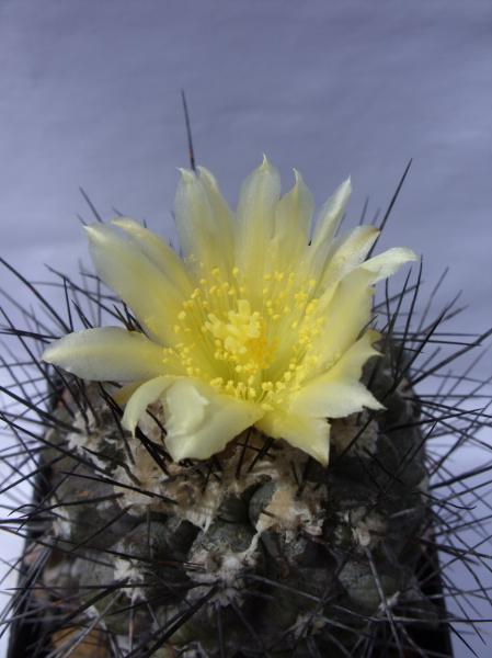 copiapoa humilis 190712.JPG