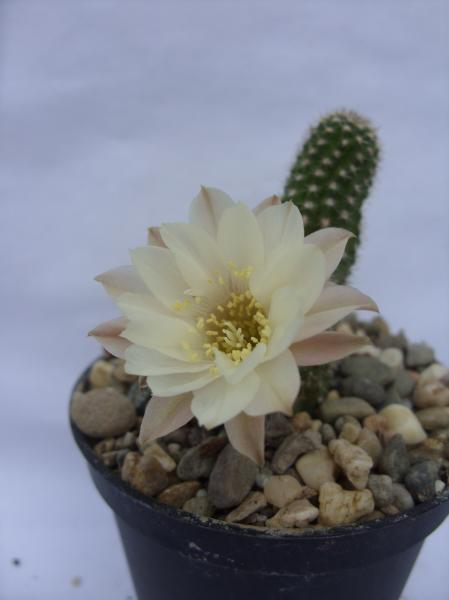 echinopsis chamaecereus cv. albiflora 180712.JPG