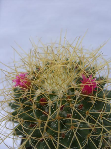 mammillaria pringlei 190712.JPG