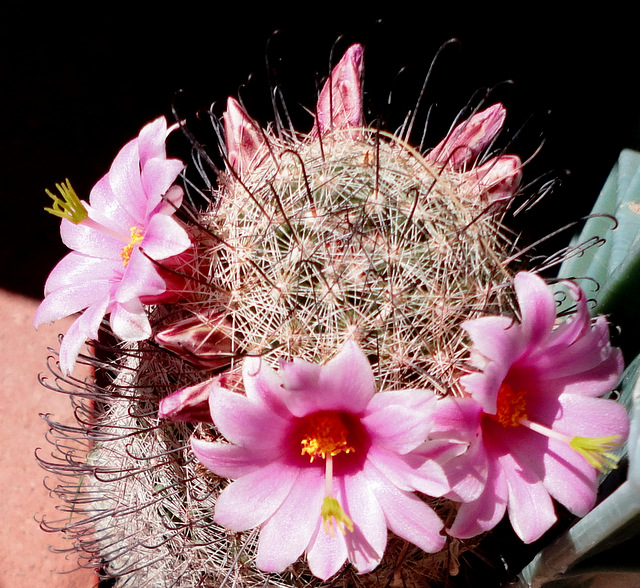 large form of Mammillaria grahamii, also from near Florence.