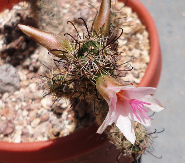 outrageous flowers of Mammillaria yaquensis.