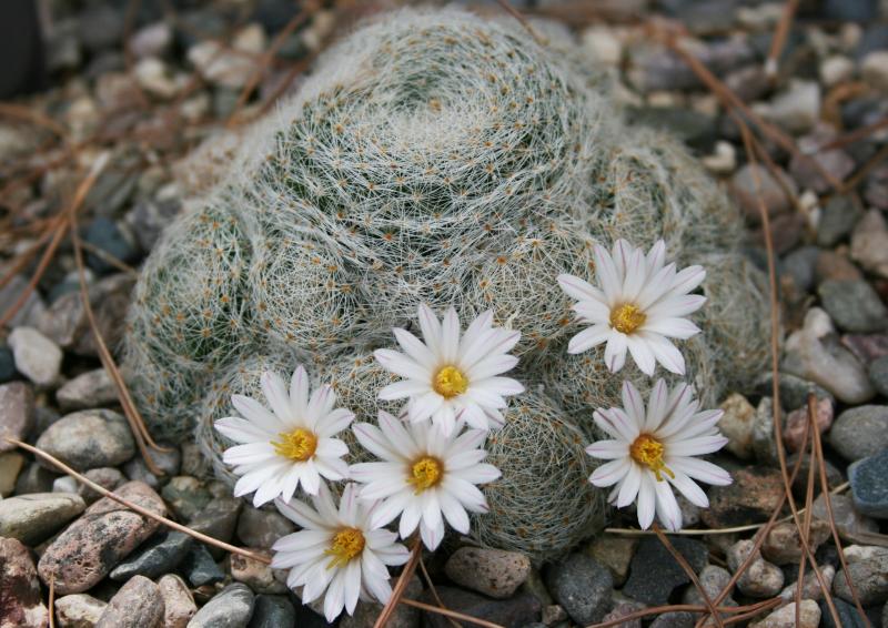 Mammillaria lenta - July 2012 (Chandler, AZ)