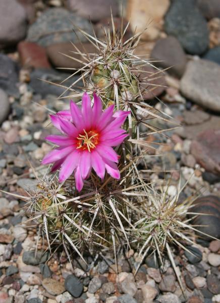 Echinocereus brandegeei - July 2012 (Chandler, AZ)