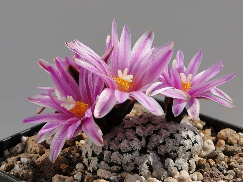 Turbinicarpus valdezianus Rog 2012 April19.jpg