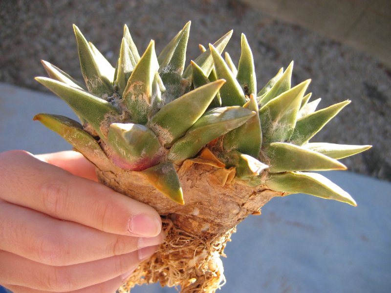 Ariocarpus retutus