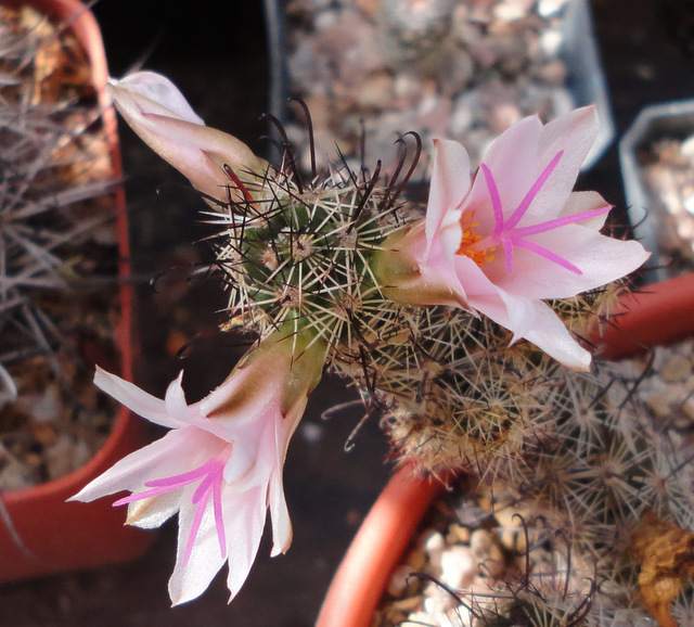 M. yaquensis putting out rings of flowers.