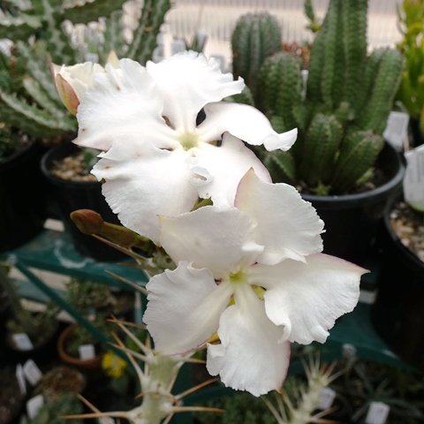 Pachypodium saundersii02.JPG