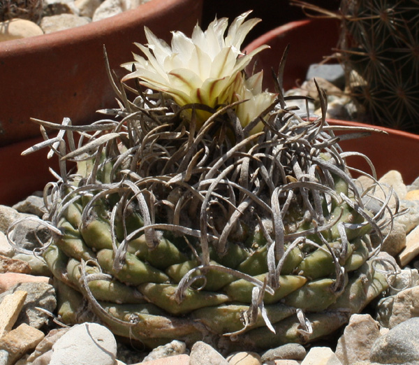 Turbinicarpus_schmiedickeanus_ssp_schmiedickeanus07232012_01.JPG